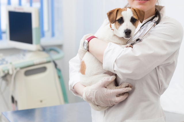 獣医と犬がいる動物病院